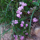 Granite prickly phlox